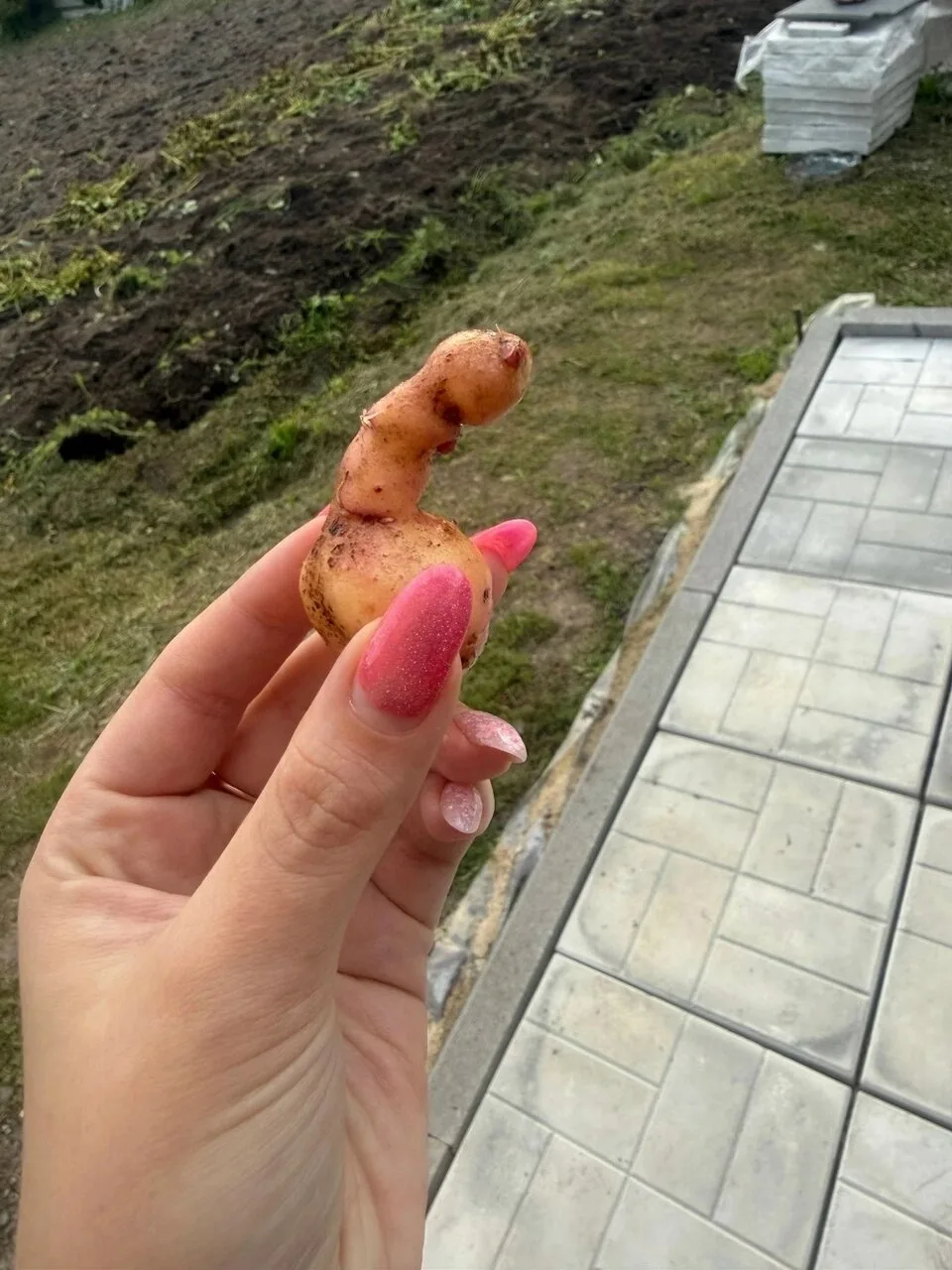 Новый сорт картошки бэйби🤣