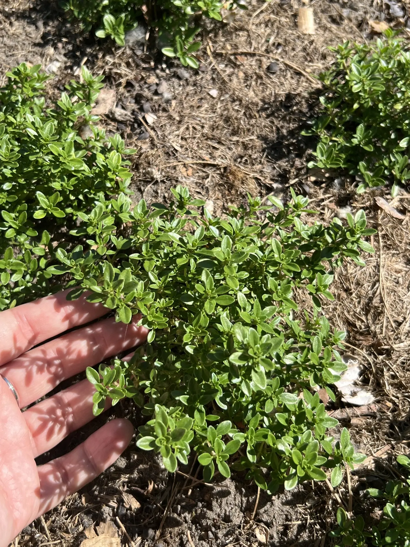 И начинаем выдавать тимьяны🌿

Все сорта доступны для заказа:
https://sites.google.com/view/repin-sa