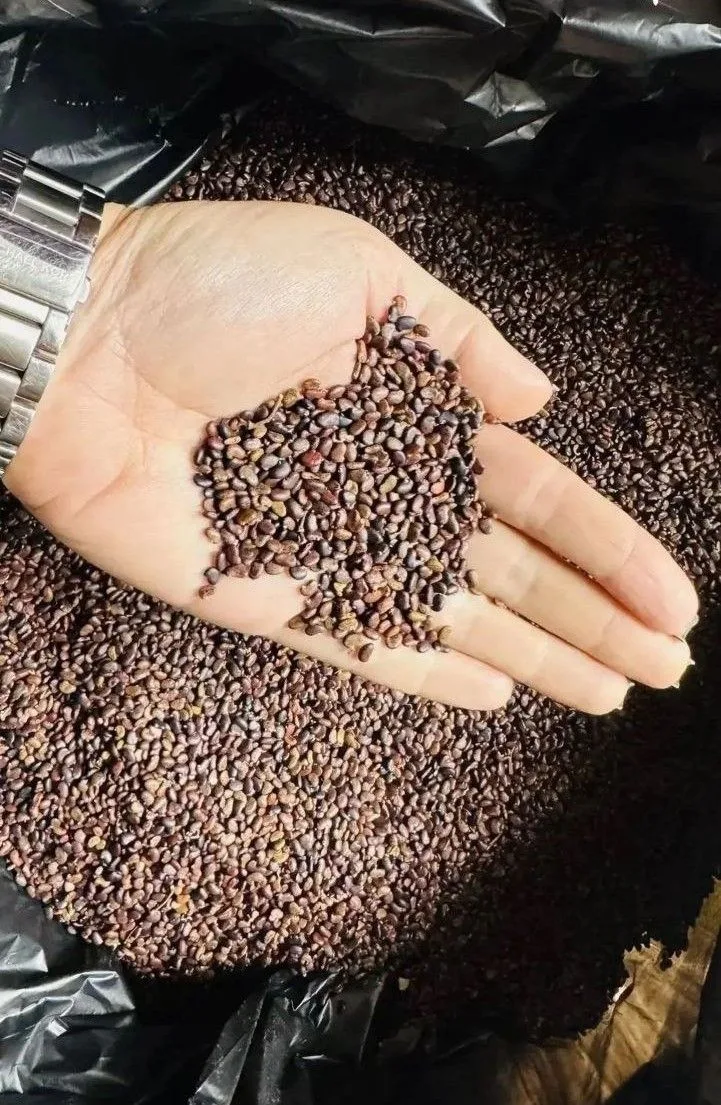 🌳 А ты держал в руке целый лес? Лови момент