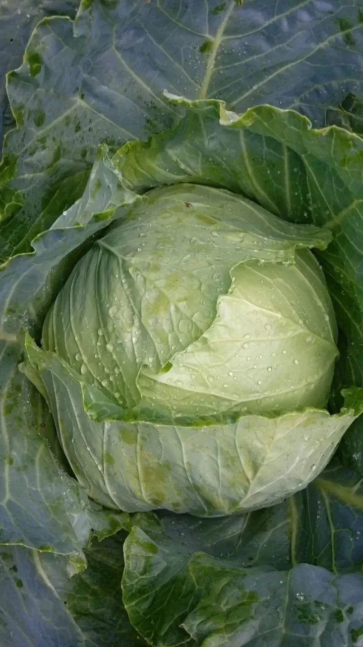 КӘБЕСТӘНЕ БӨҖӘКЛӘР АШЫЙ ДИЮЧЕЛӘР БУЛДЫ

Алардан котылу өчен раствор:
1️⃣Бераз суга 3 аш калагы сыек 
