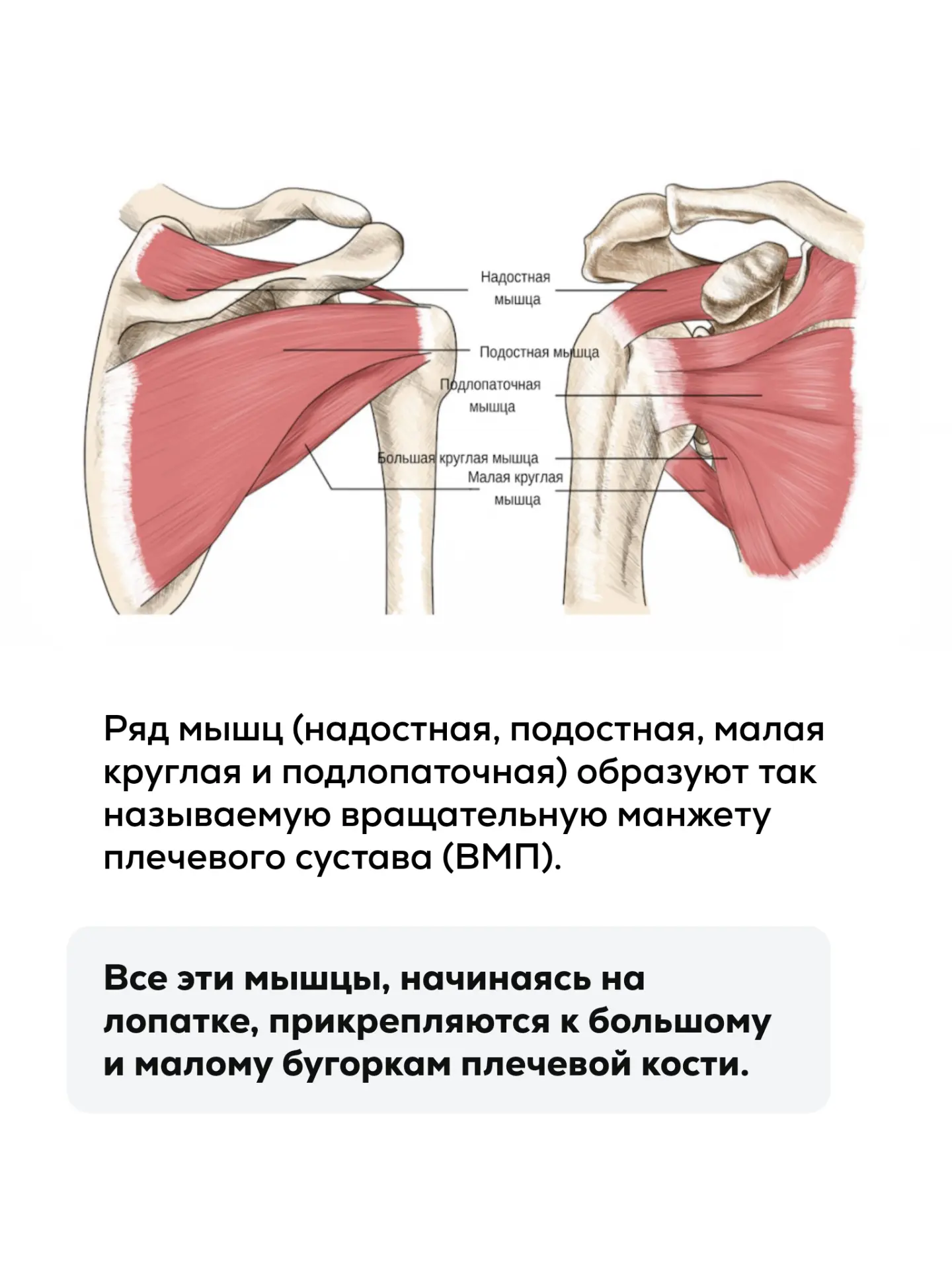 Плечевой сустав один из самых подвижных в нашем теле  Но при большой подвижности часто бывают пробле