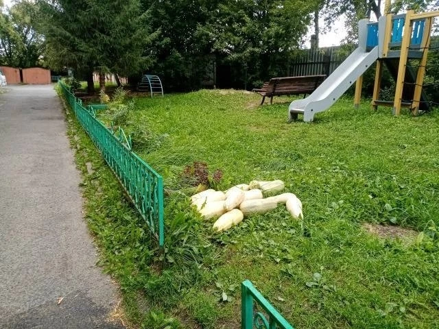 В Ишиме кабачки подбрасывают на детские площадки 🤯