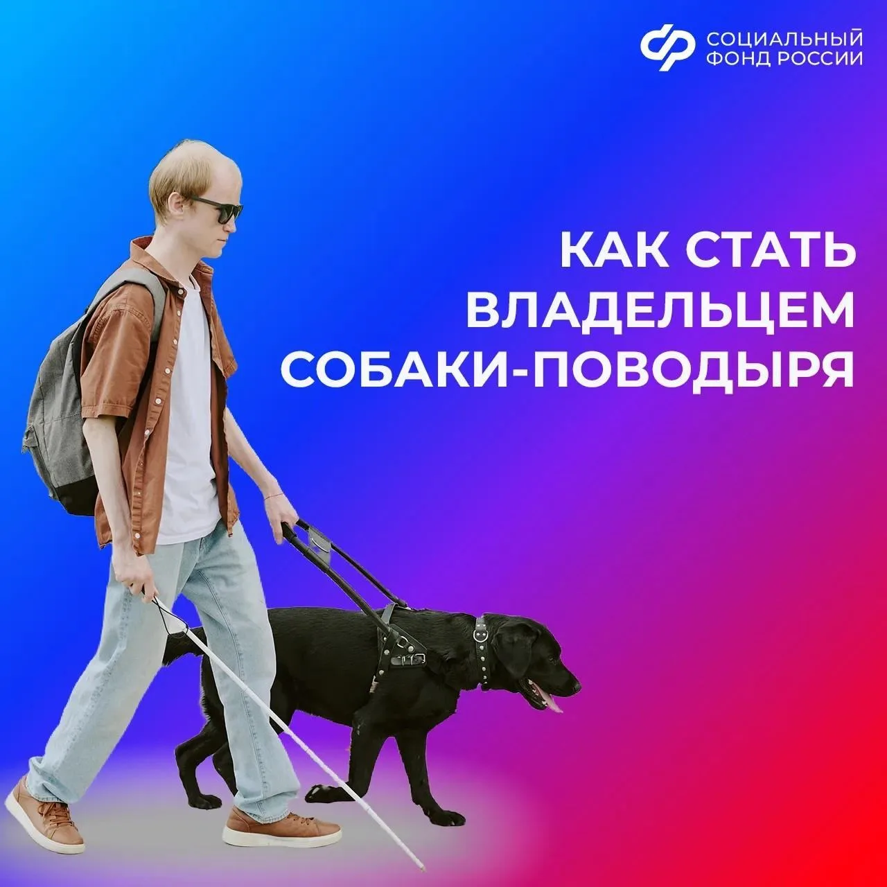 🦮 Как получить собаку-поводыря людям с проблемами со зрением