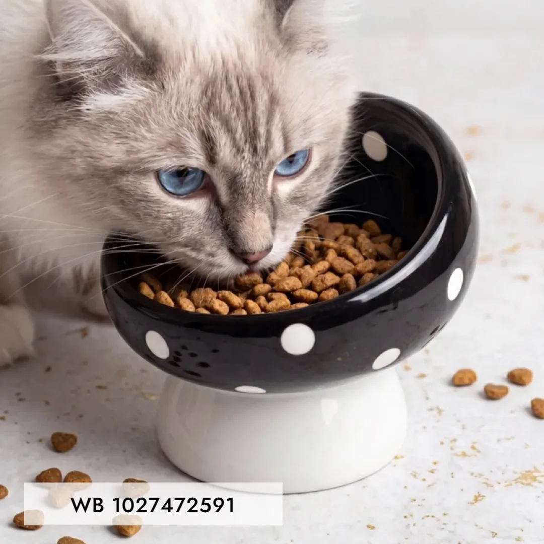 Высокие миски 🐈‍⬛ WB

1027472591 
949750699 
941694007 

413608169 
843424273 
240352547 

87170493