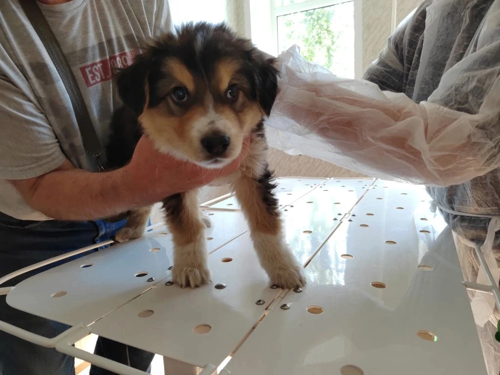 🐶 Стёпка получил защиту от бешенства