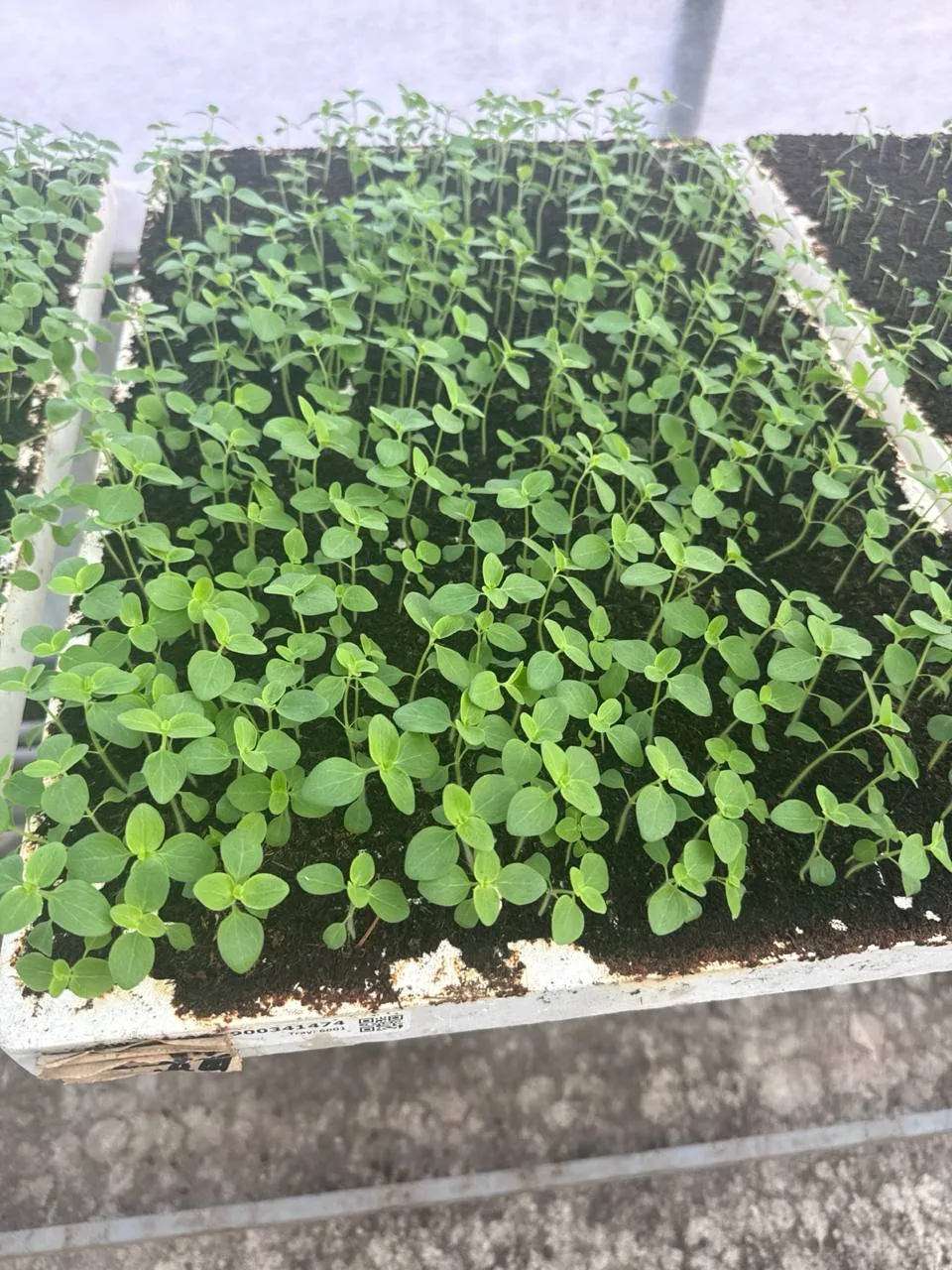 Друзья, мы продолжаем радовать вас зеленью! 🌿
