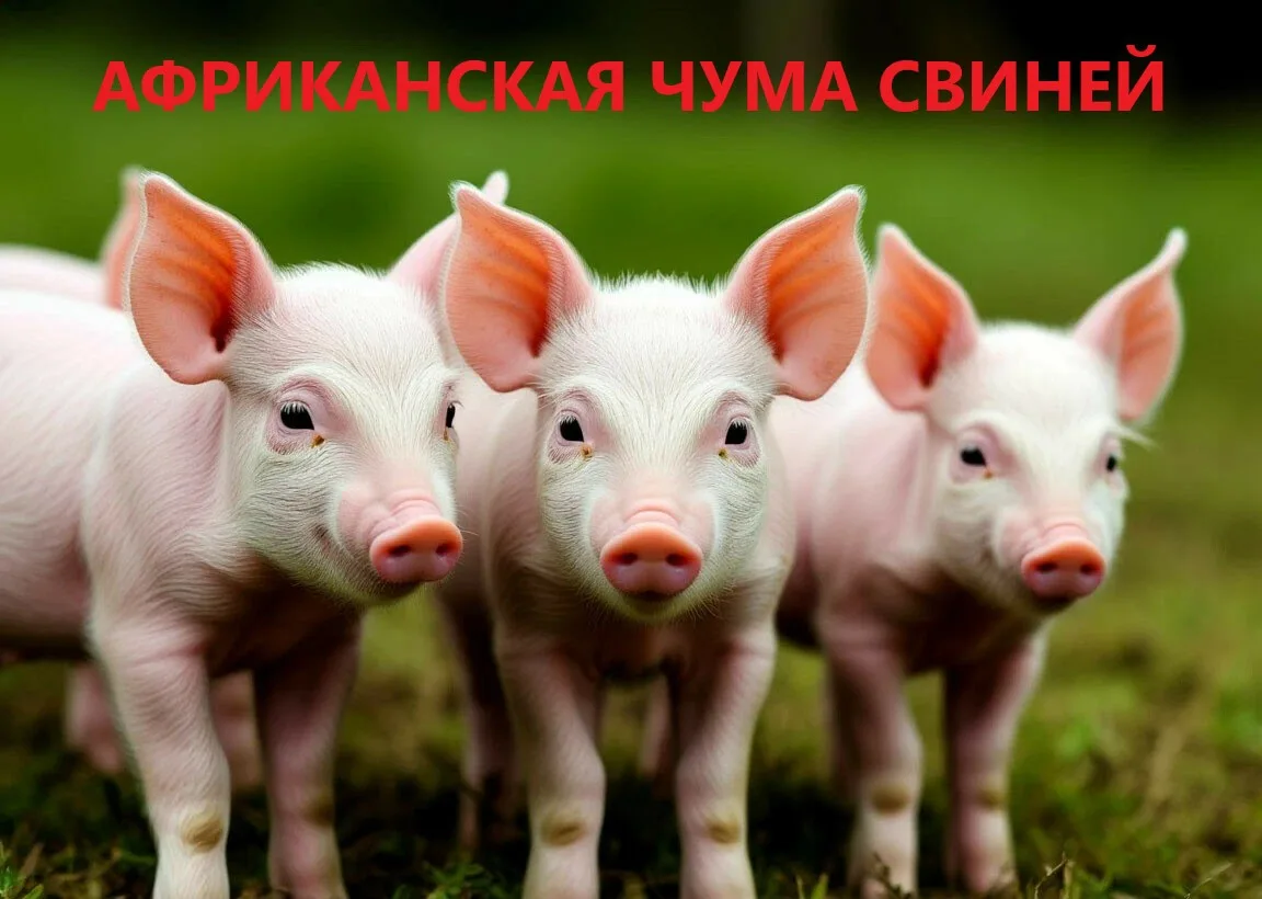 ⚡Защитите своё хозяйство от АЧС❗
 
🐷Африканская чума свиней (АЧС) — это опасное вирусное заболевани