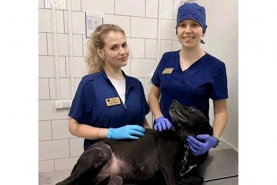 🐕 История спасения: собаке пересадили кожу на лапу после тяжёлого ожога