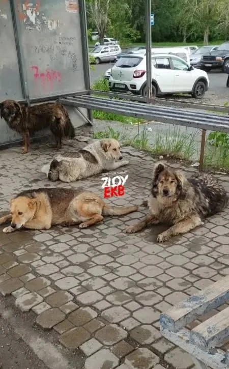 Сегодня на остановке на ЖБИ, вот такие пассажиры ждут свой автобус)

Удивилась Юлия

Подписывайся, э