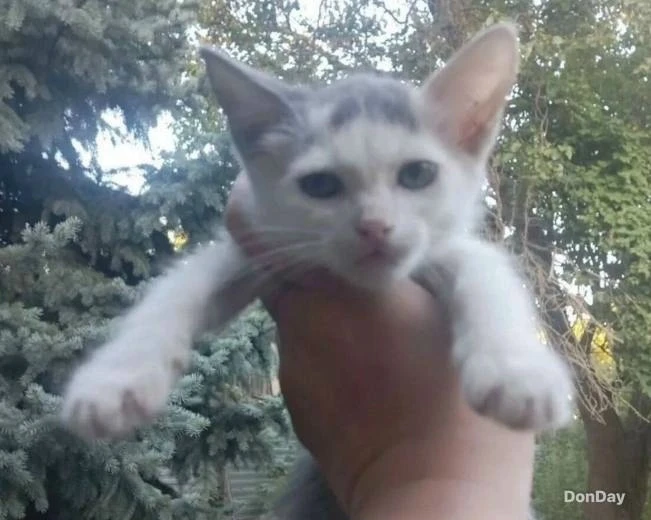 Обычного котёнка без породы выставили на продажу за 100 миллионов рублей в Ростове