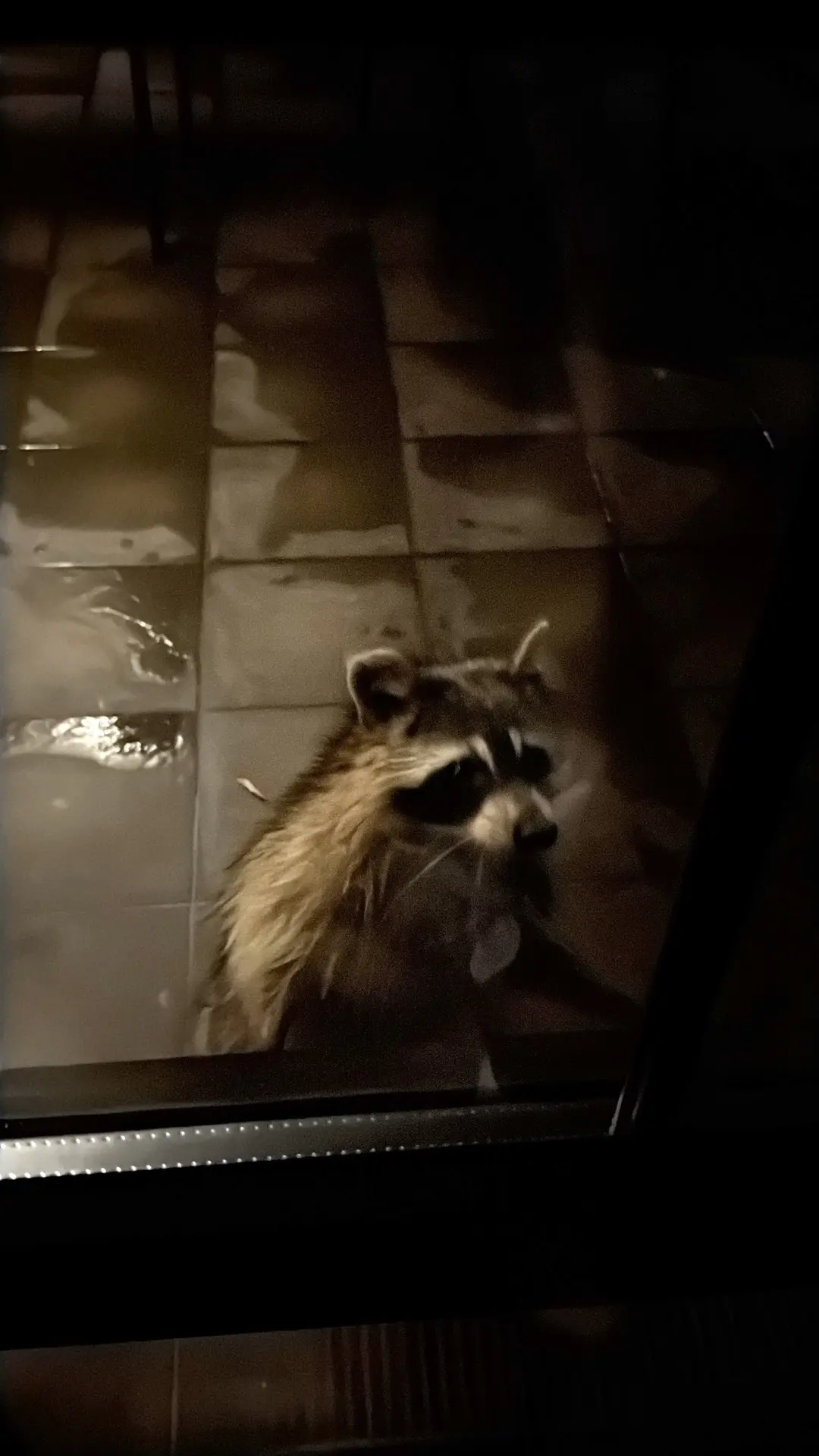 К кому-то ночью приходит жор, а ко мне приходит… енот👀