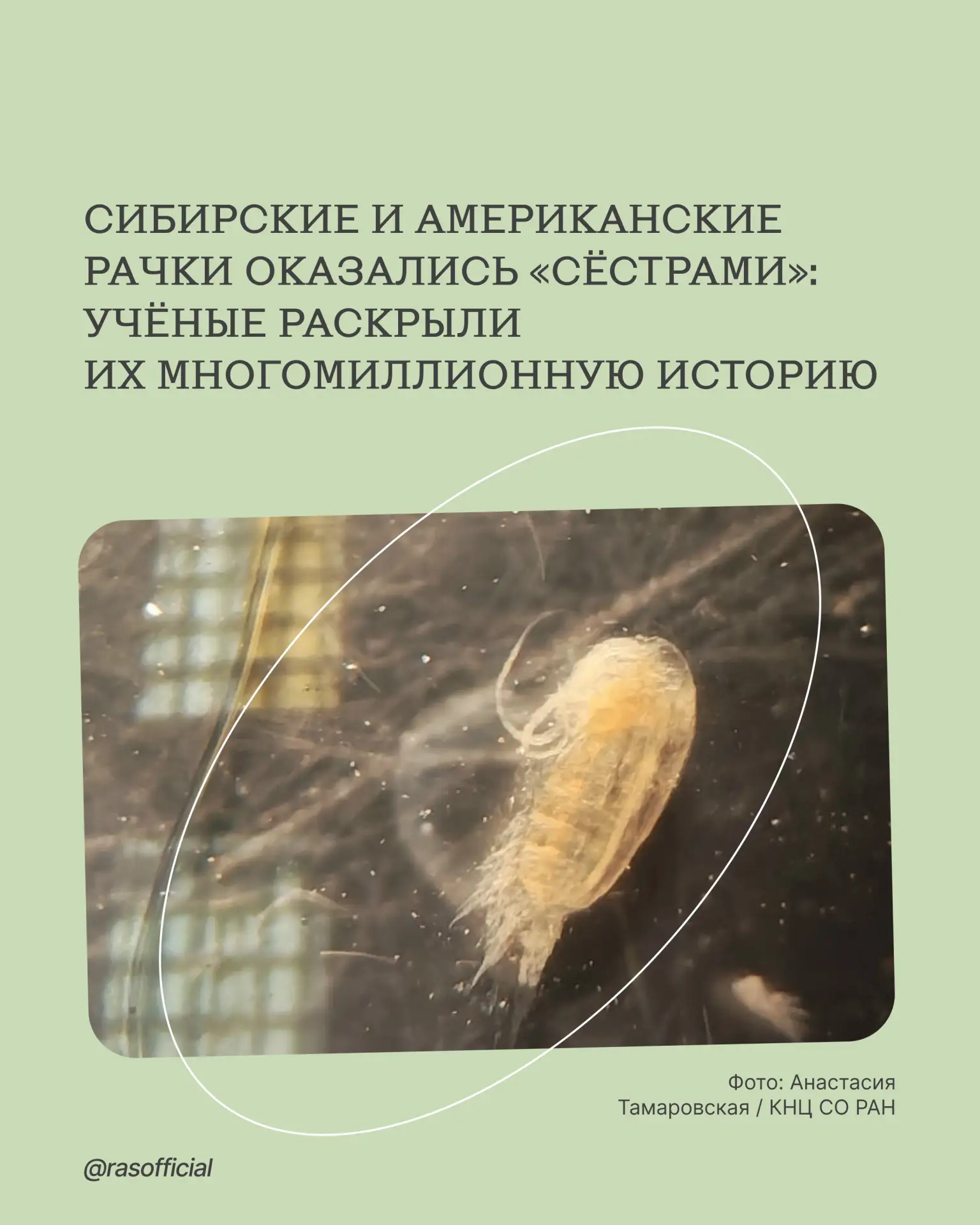 Сибирские и американские рачки оказались «сёстрами»: учёные раскрыли их многомиллионную историю

Исс