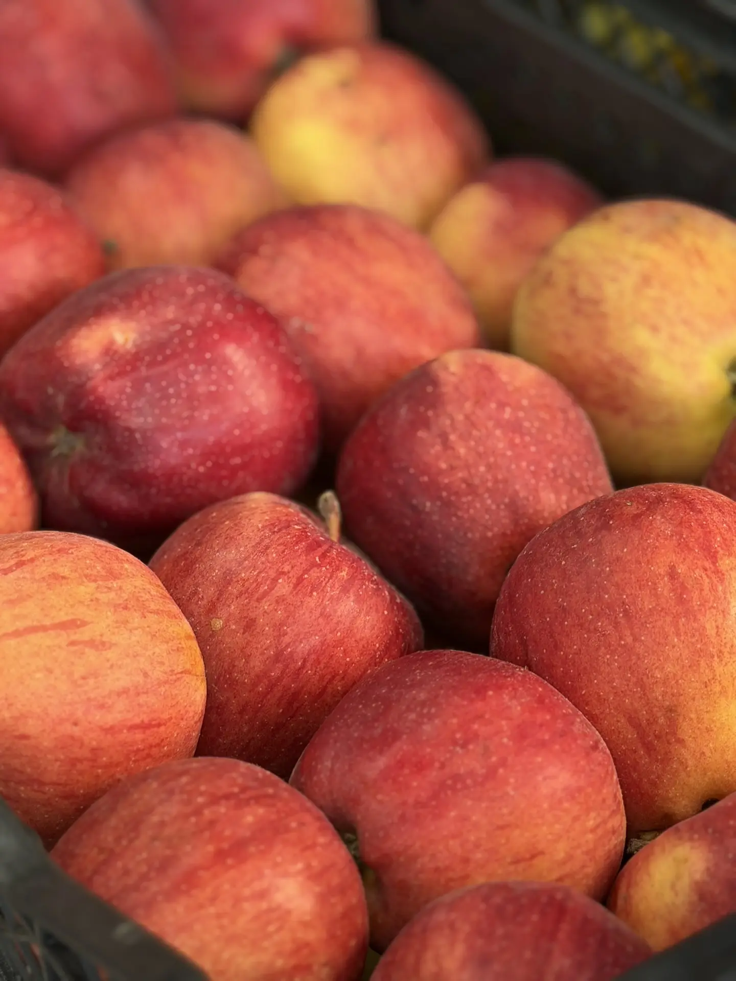 🔥 В МАГАЗИНАХ «ПЕРВЫЙ ЯГОДНЫЙ» ПОСТУПЛЕНИЕ ЯБЛОК ИЗ КИРГИЗИИ 🍎   В наличии сорта: — Ранет 🍏  — Крипс