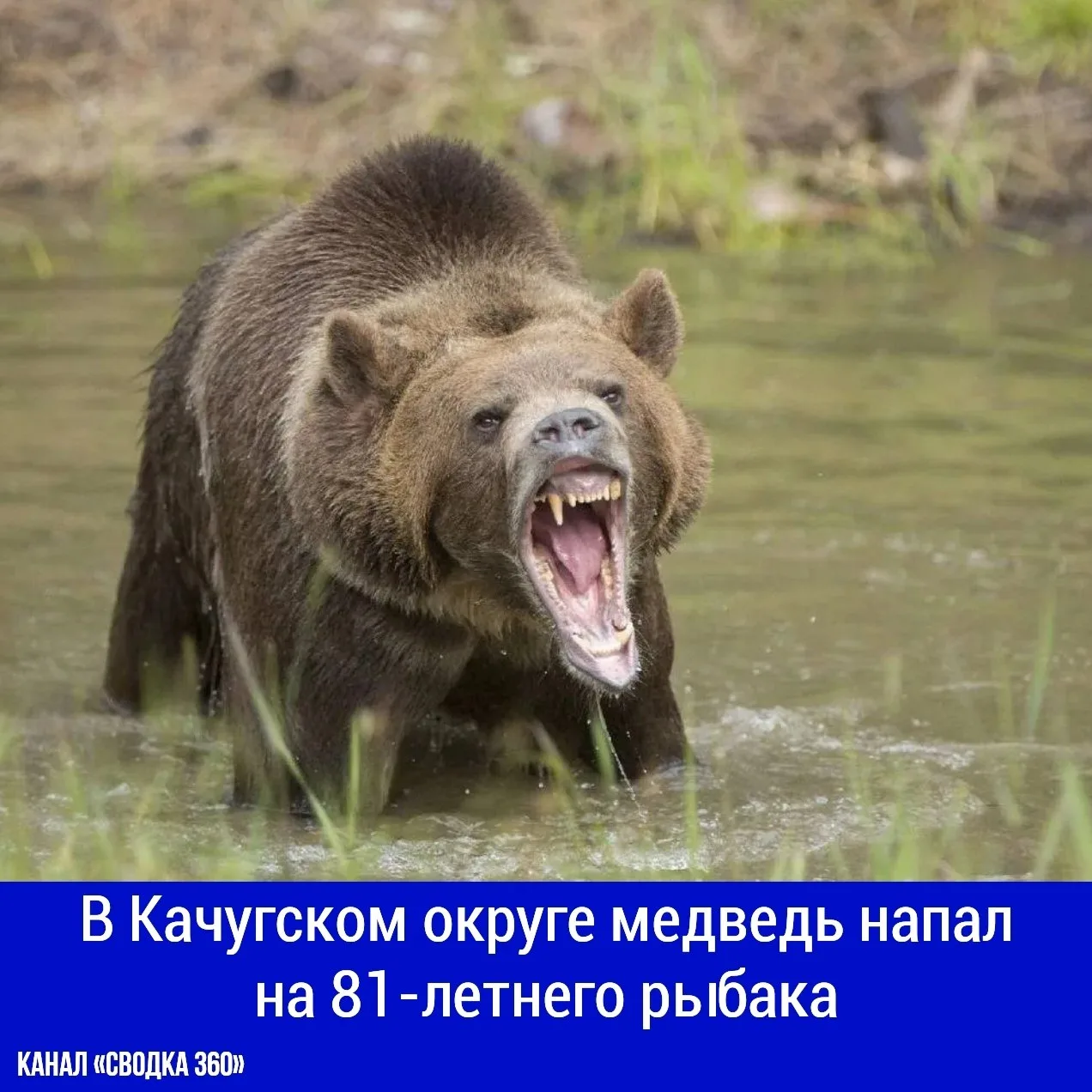 В Качугском округе медведь напал на 81-летнего рыбака.