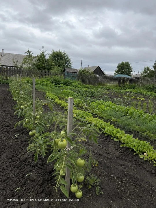 🍅 По ведру спелых томатов с куста