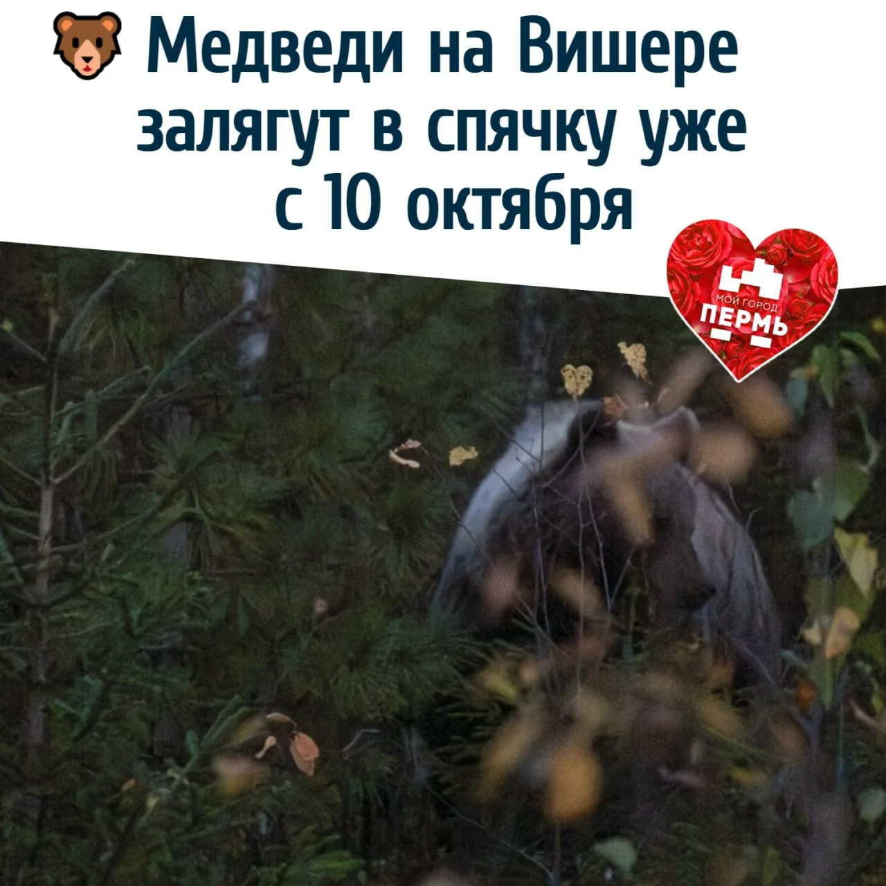 🐻 Медведи на Вишере залягут в спячку уже с 10 октября