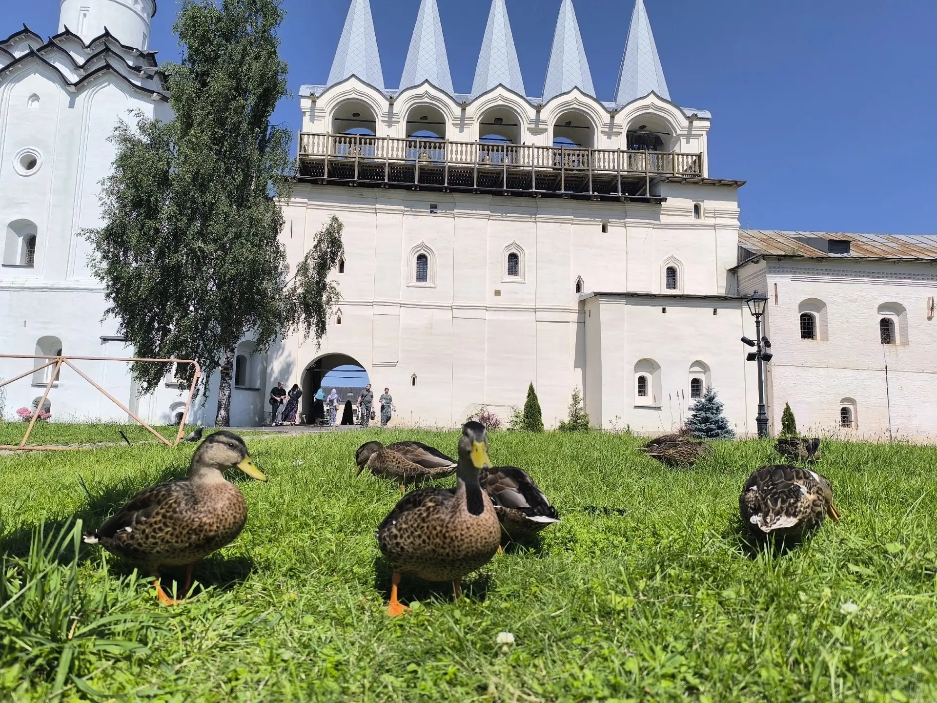 Красота нашего Тихвина 💙