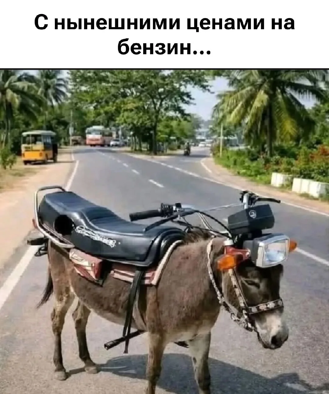 Подписывайтесь на Саваничи