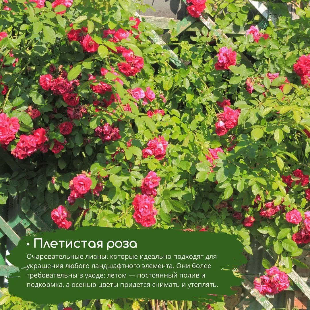 Топ-5 лучших многолетних лиан для арок, пергол и беседок🌱
⠀
Вьющиеся растения эффектно преображают 