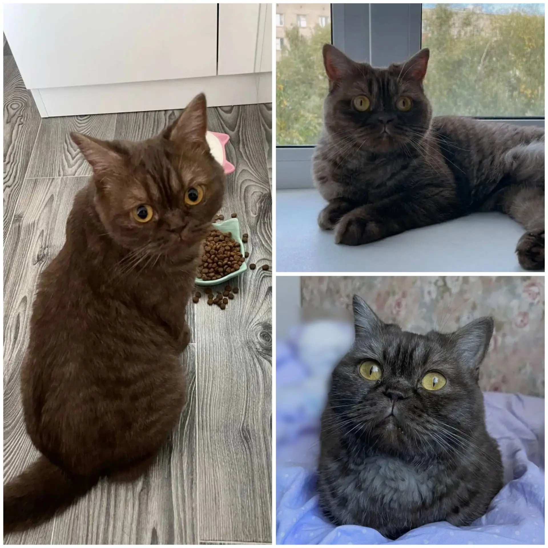 Привет от выпускницы Джиллы (Myshelove Jingle-Bella)! 🐾 Кошечка 10 дней назад переехал...