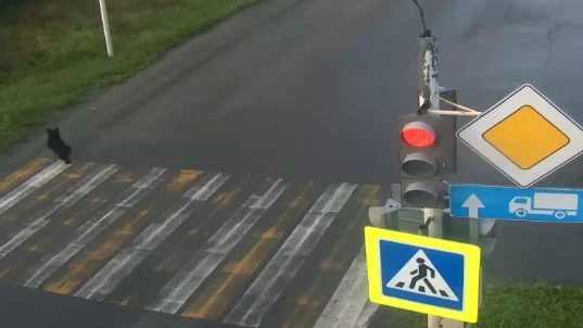Внимание! В пгт. Междуреченский замечен медвежонок!