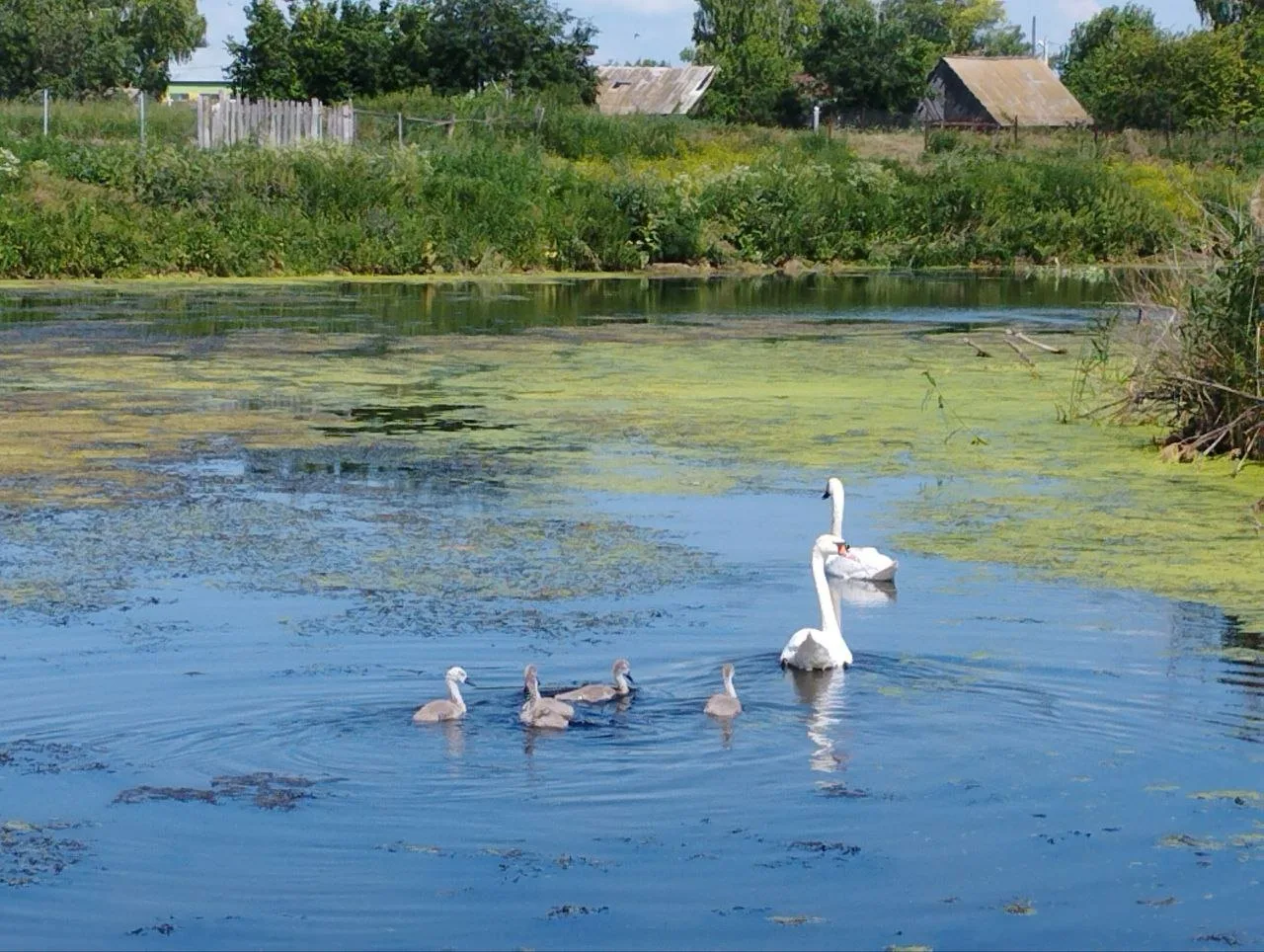 Узы елгасы өстендә аккошлар гаиләсе йөзә.🦢🦢 Башларын суга тыга-тыга, тыныч кына тамак...