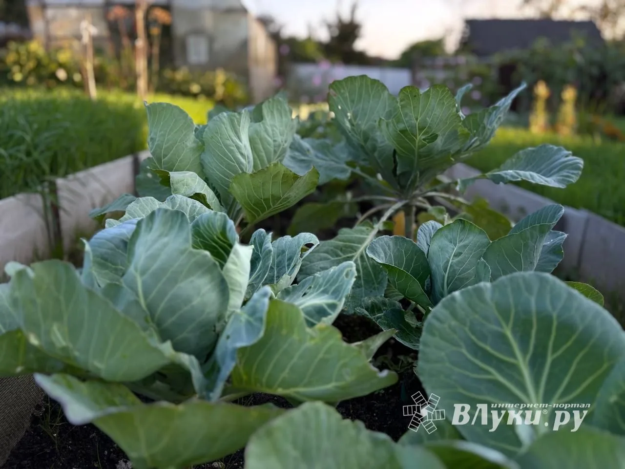 Прогноз погоды на 7 сентября в Великих Луках