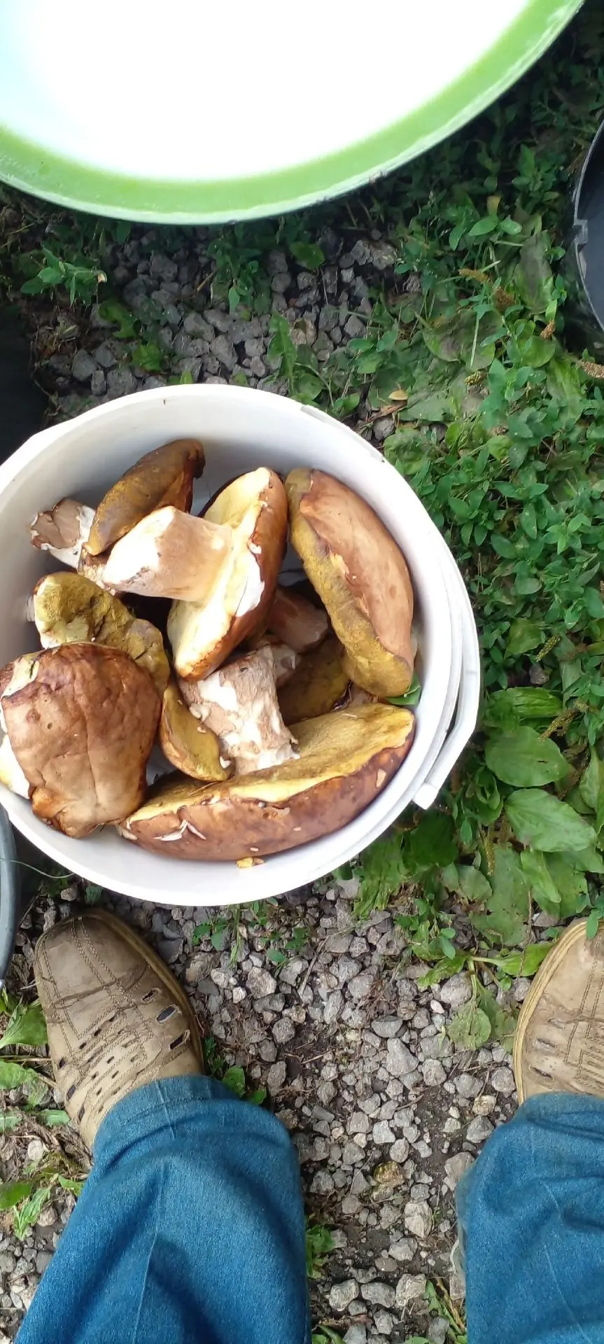 🍄‍🟫Грибной бум начался в лесах Липецкой области!

Вот столько собрал сегодня наш подписчик, в 6 км
