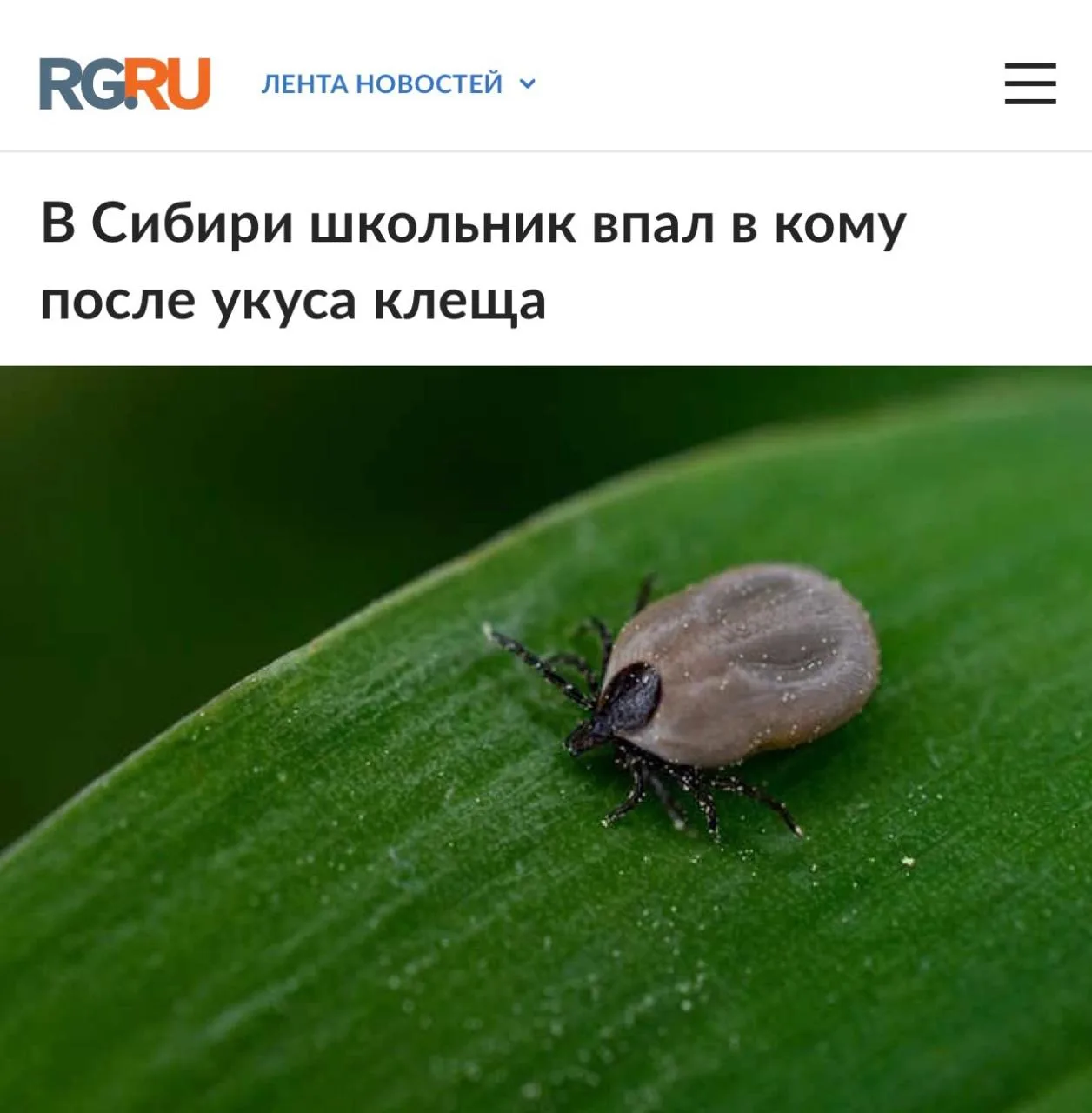 Школьник впал в кому после укуса клеща в Сибири.  16-летний подросток заразился болезнью Лайма, а по