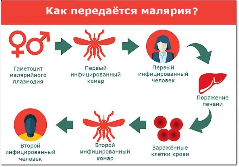 🌍 **Малярия: как не привезти опасную инфекцию из жарких стран?**