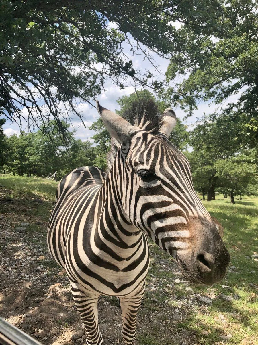 🦓 У каждой зебры уникальные полоски

Как отпечатки пальцев у людей — одинаковых не бывает.

🤯 — чё