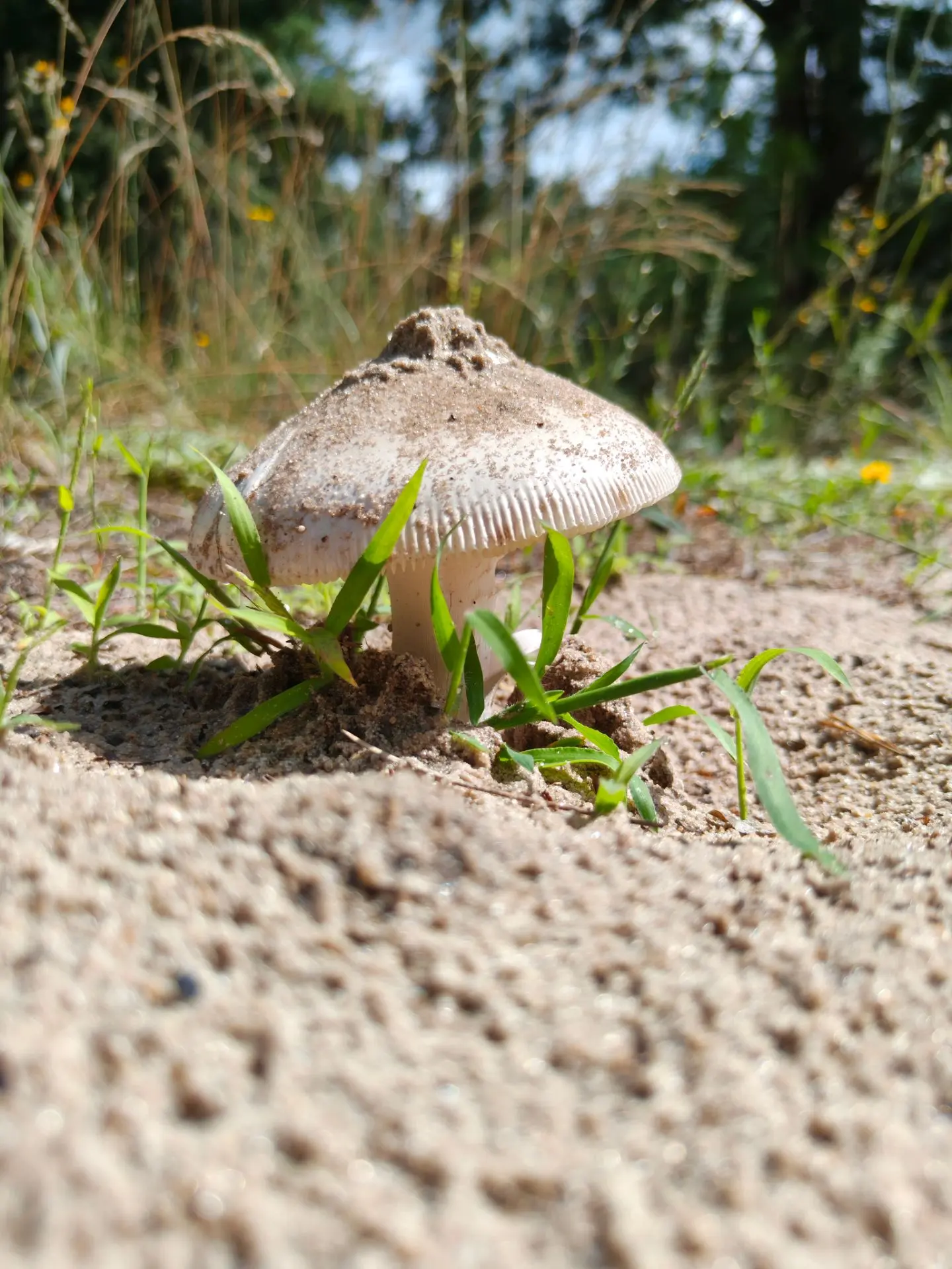 А ещё сегодня в лесу — очень много грибов! 🍄

Попадались и съедобные, и несъедобные. Очень люблю со