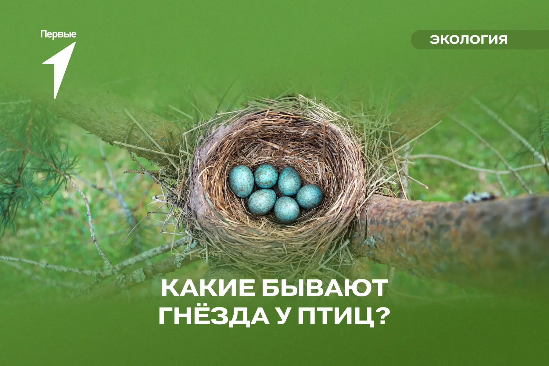 🪹 Как устроена птичья архитектура? Давай разбираться!