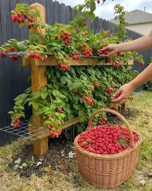 Почему малине нужна горчица 🤔