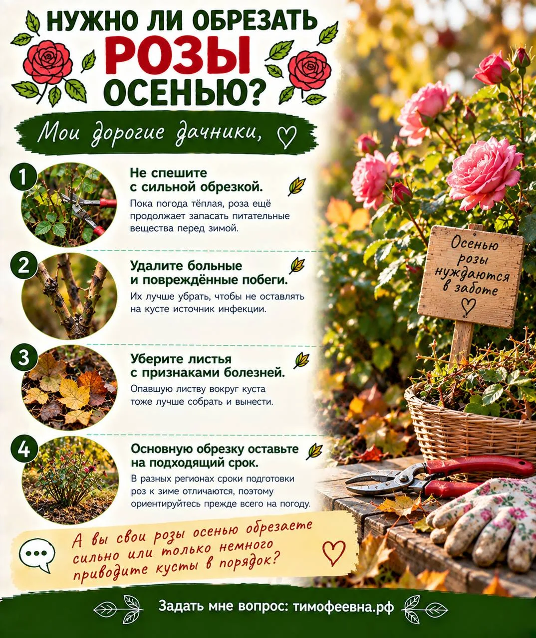 🌹 Нужно ли обрезать розы осенью?