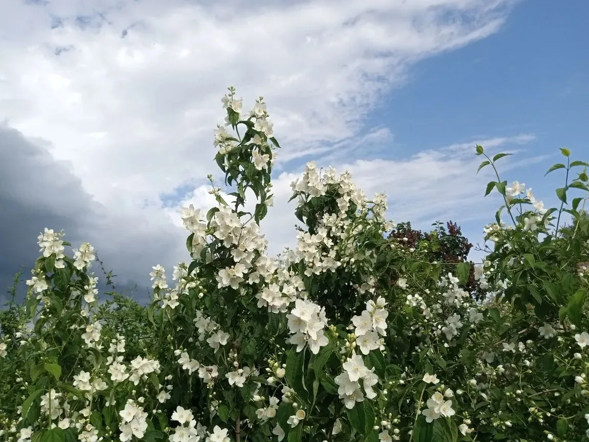 С началом новой недели! Доброе утро!  Сегодня +24...+26🌤, во второй половине дня возможен кратковрем