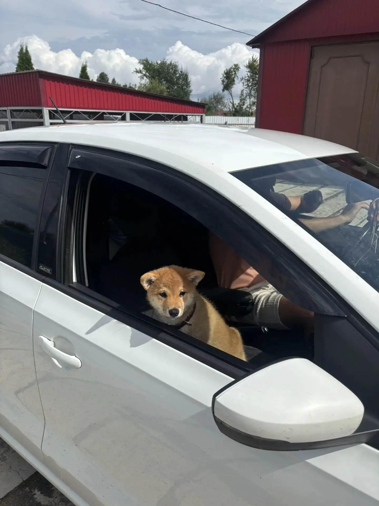 🐾 **Первое большое путешествие Маруси!** 🚗💨