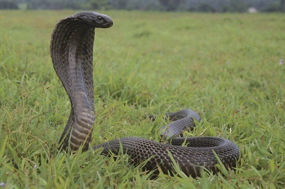 🐍 В Индии пьяный мужчина после трех укусов кобры решил укусить ее в ответ Все… — публикация канала «Бабка знает всё!»