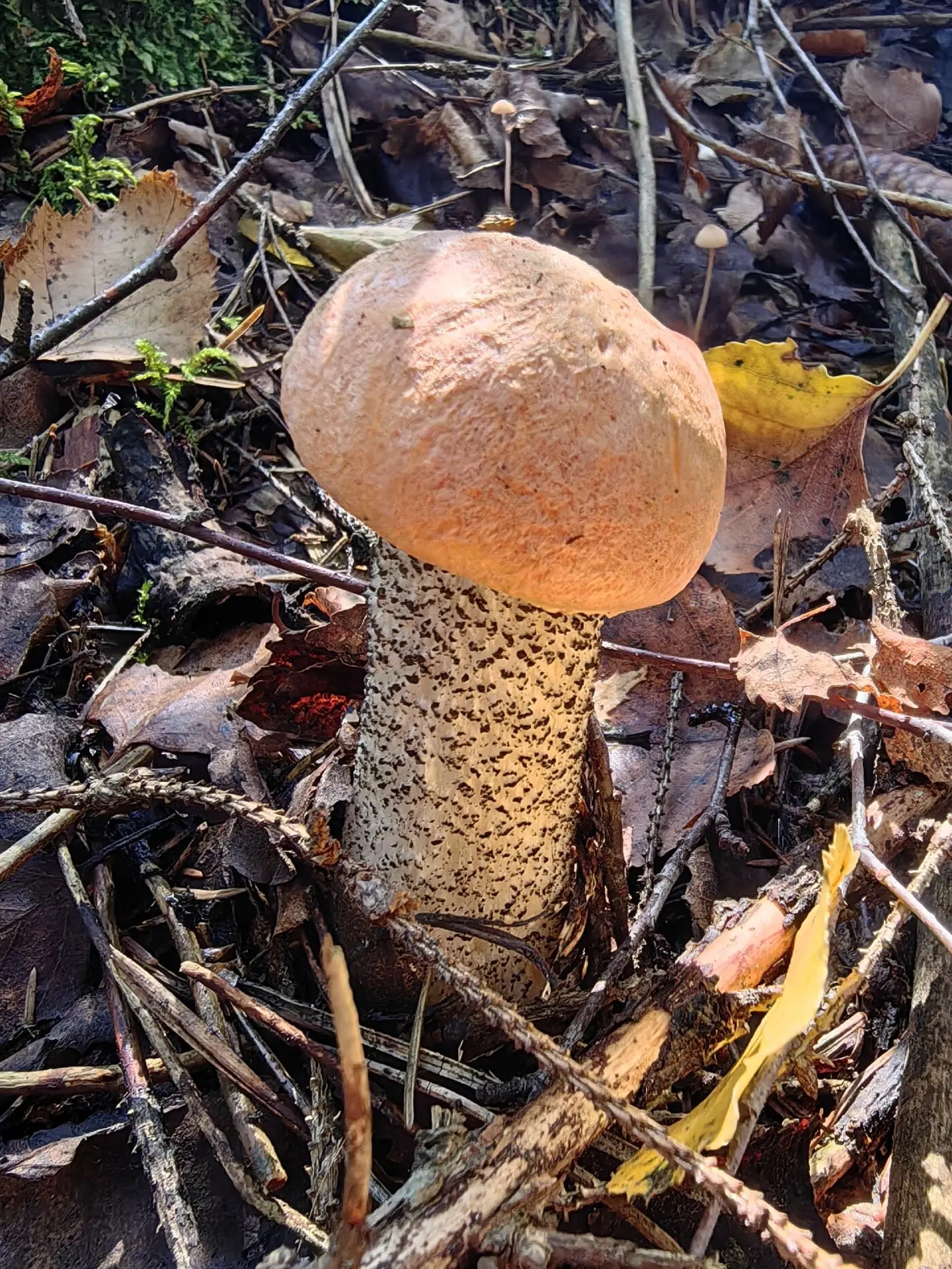 31.07. север Подмосковья🌲🍄