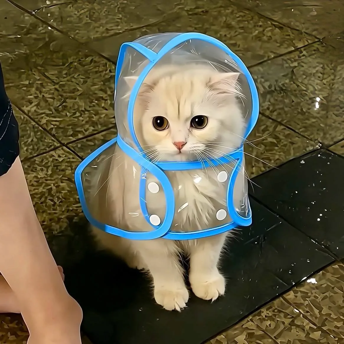 Осень довела, даже котик утеплился 🥺