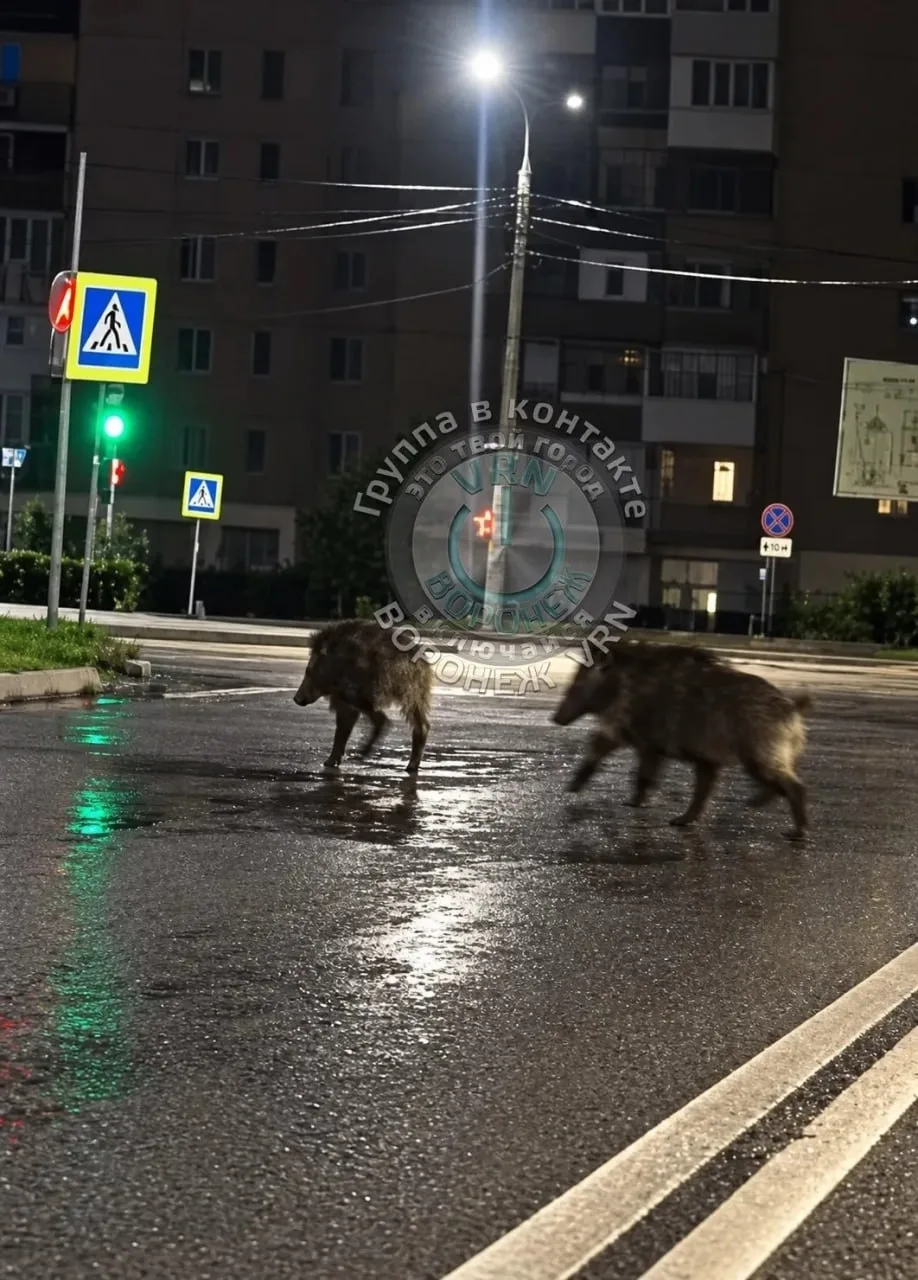 В Воронеже заметили гуляющих по дороге красавчиков кабанчиков