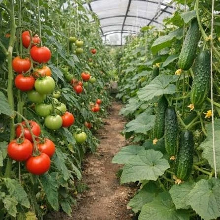 🥒 Утильсбор на импортные овощи хотят ввести в России, чтобы они стали такими же дороги...
