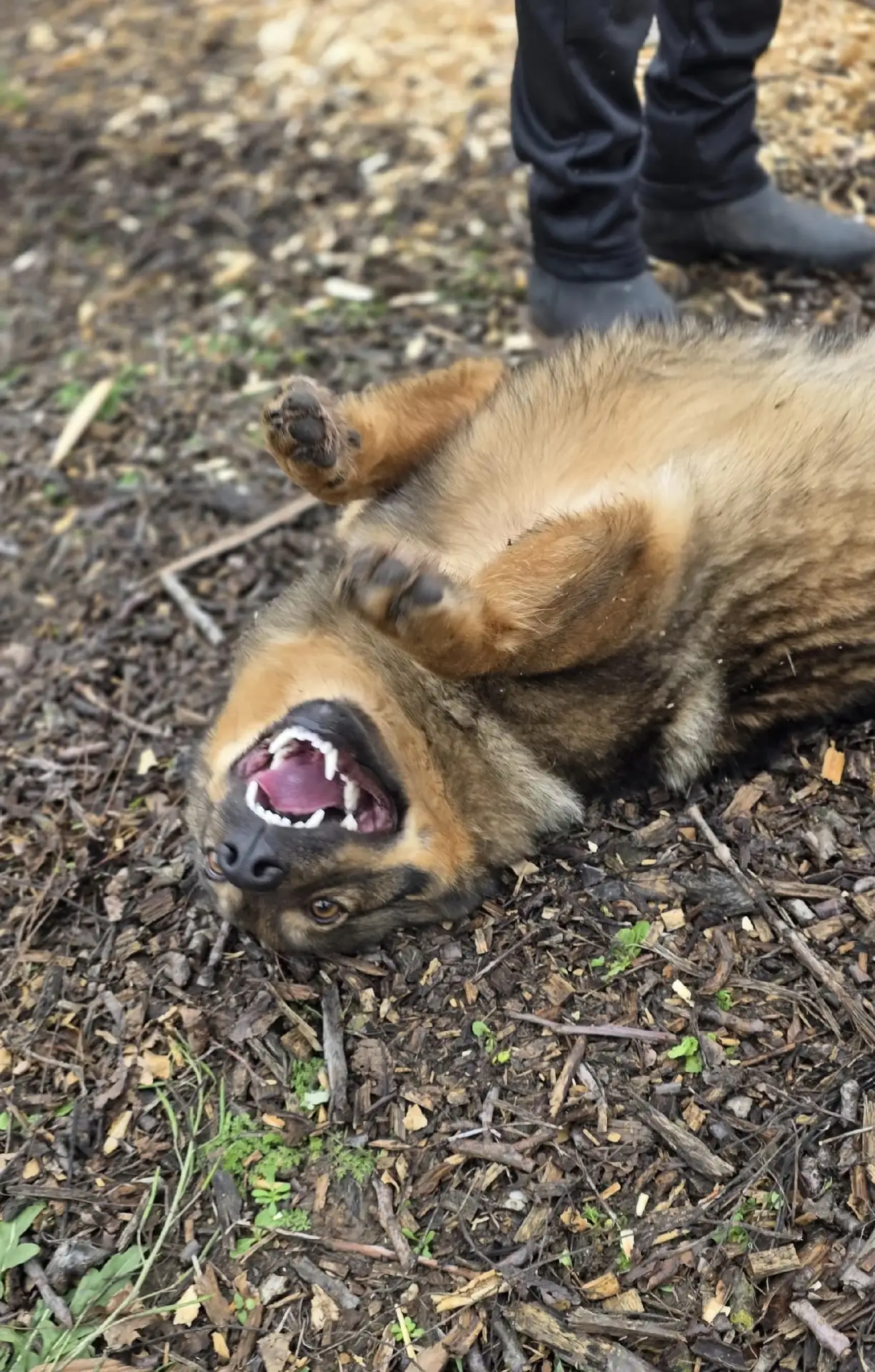 Привет, меня зовут Буся🐾
