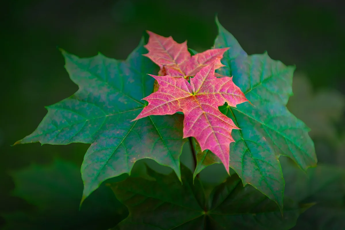 Гидрометцентр сообщил, как изменится погода во второй половине недели в Тверской области