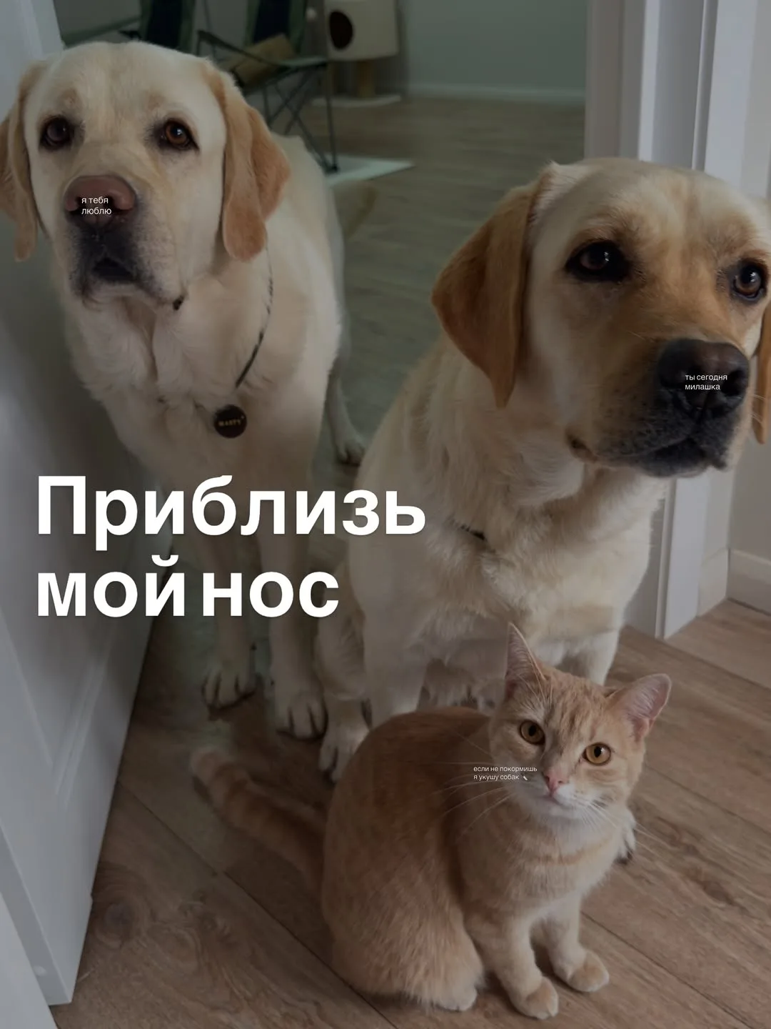 На картинке есть один абьюзер, но я не могу этого доказать.

МХК | ПОДПИСАТЬСЯ