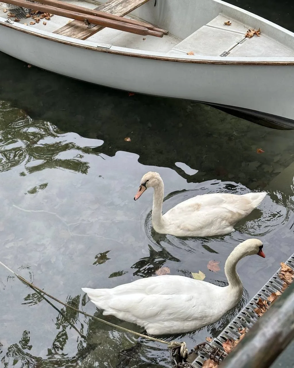 🦢 Где в Москве живут лебеди  🔹 На Патриарших прудах 🔹 На Голицынском пруду в Парке Горького 🔹 На Вер