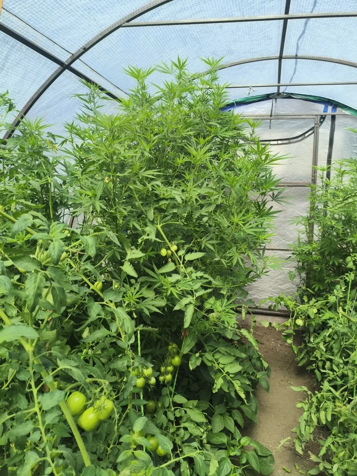 👮‍♂️🌱В Бийске полицейские изъяли более килограмма конопли, которую мужчина выращивал ...