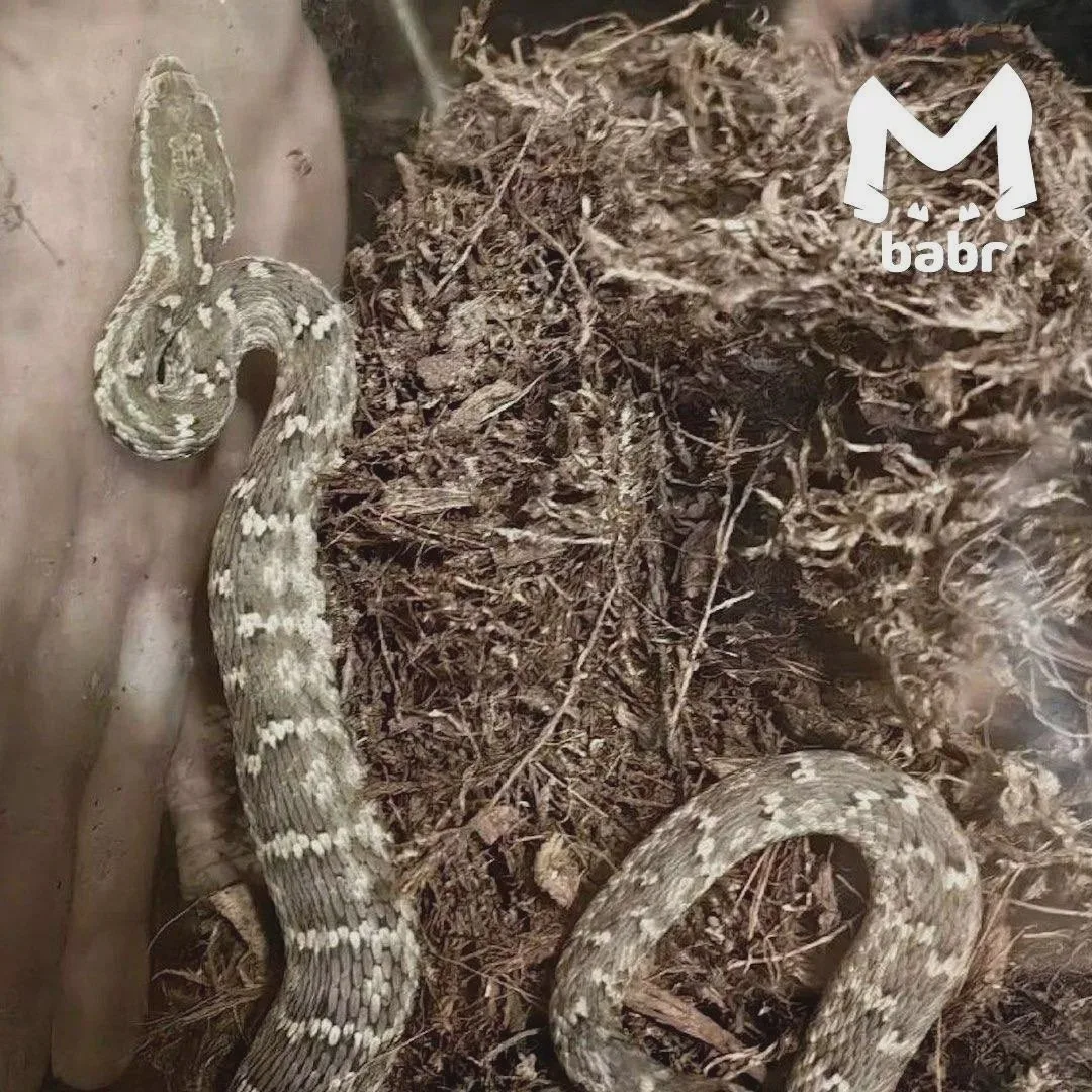 🐍 Щитомордник останется в зоопарке до весны