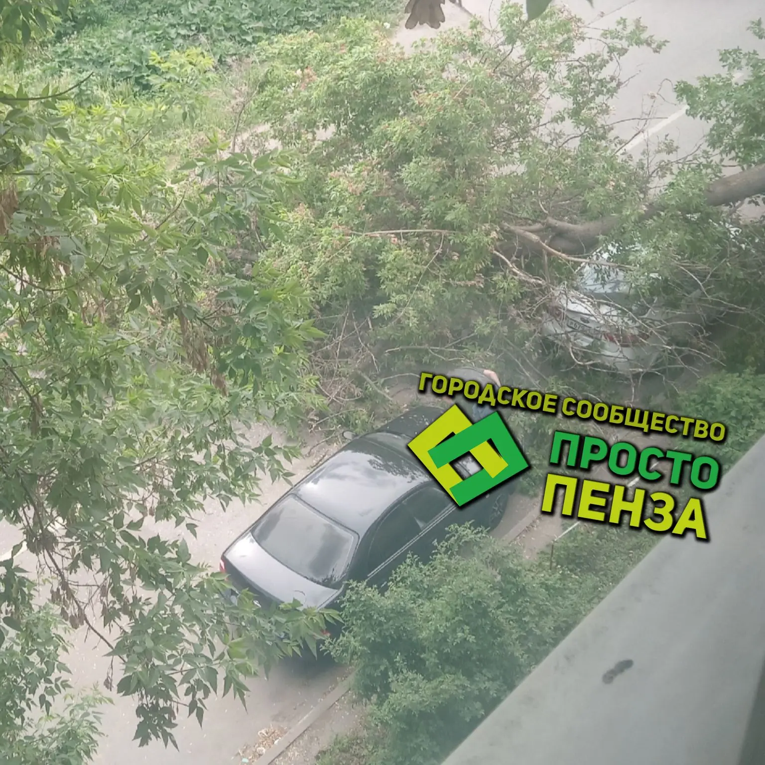 На улице Герцена в Пензе дерево рухнулу прямо на припаркованный автомобиль.