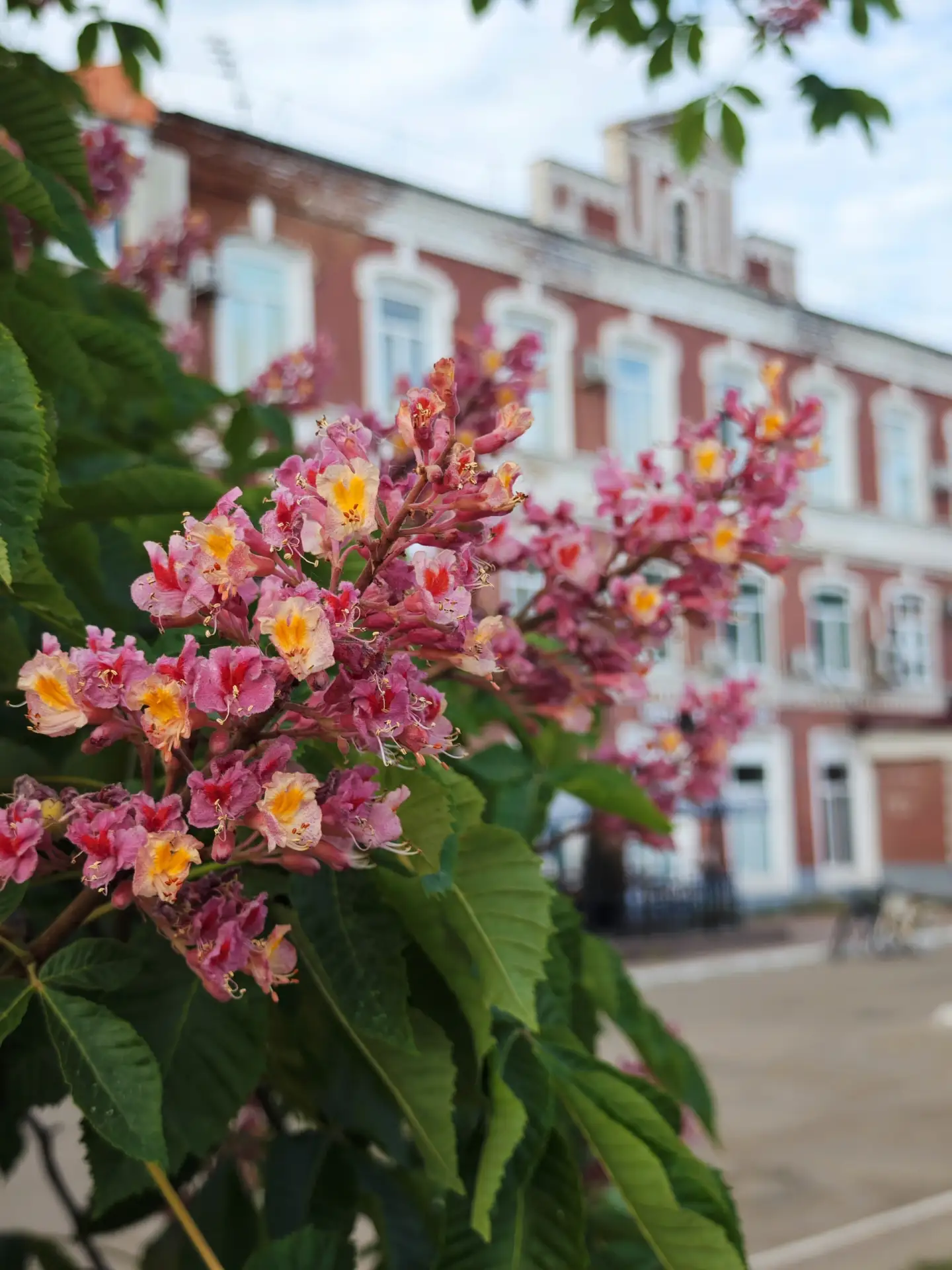 🌸 Цветущие розовые каштаны  📍#Иваново, проспект Ленина, 21